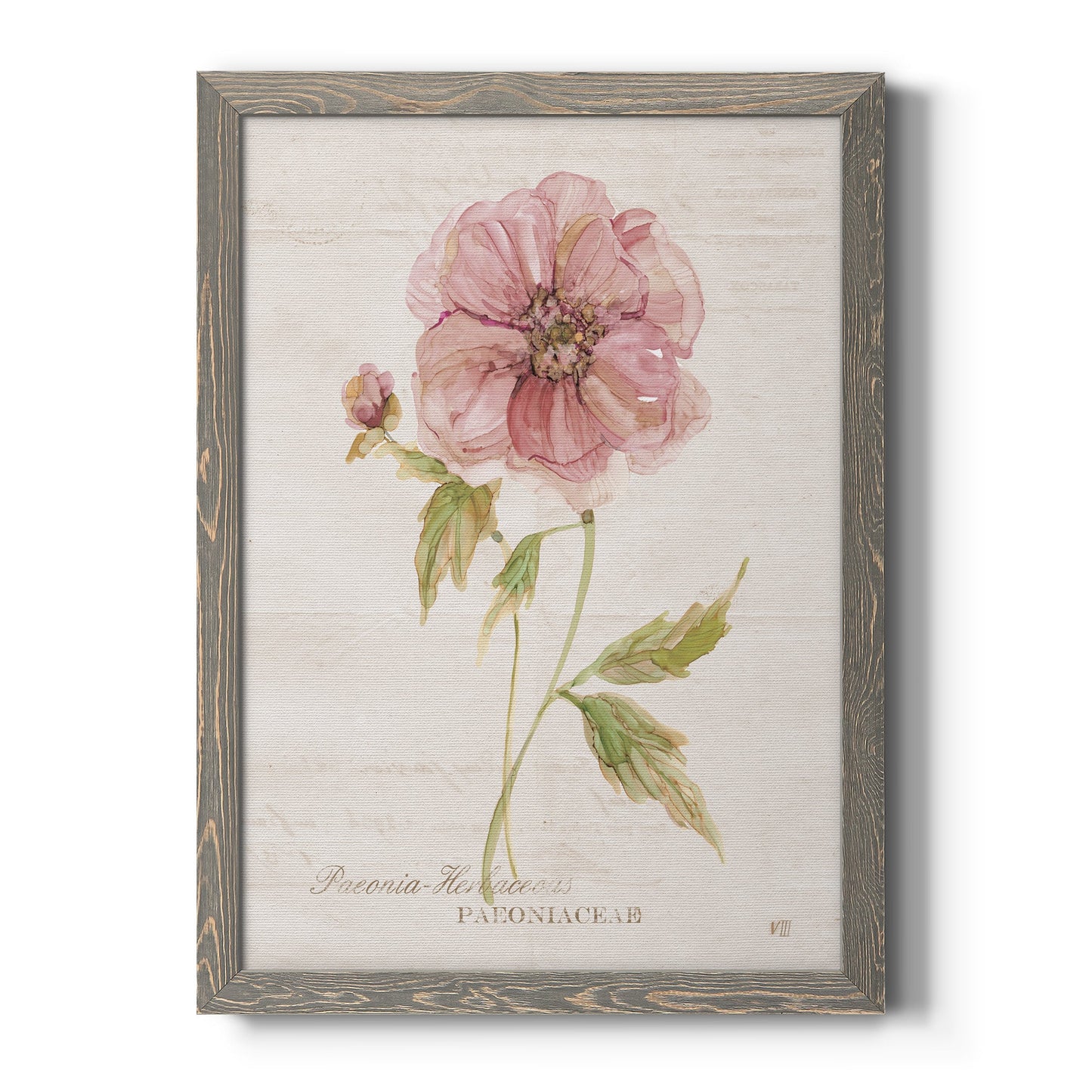 Soft Peony - Barnwood Framed Canvas Print