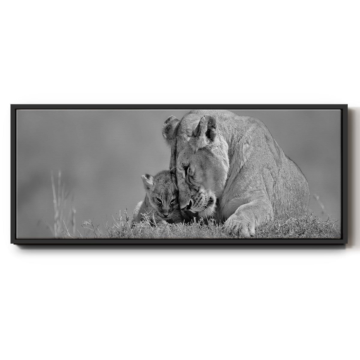 Lioness Love - Floater Framed Canvas Print