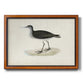 Morris Sandpipers VIII Premium Framed Canvas- Ready to Hang