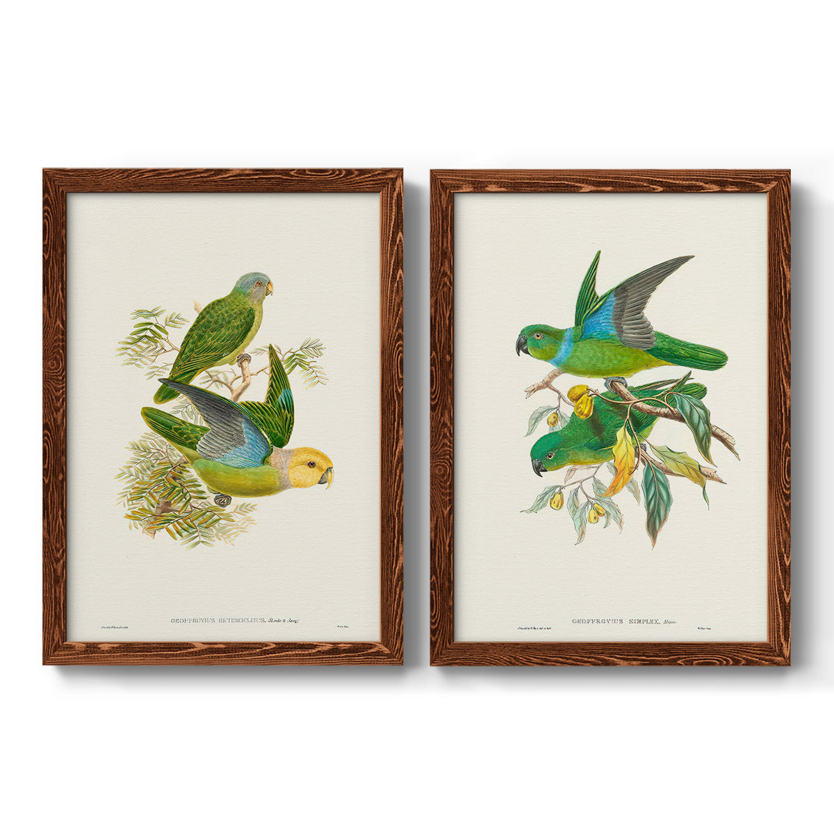 Lime & Cerulean Parrots I - Barnwood Framed Canvas Set