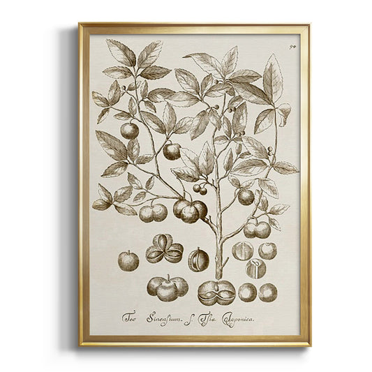 Sepia Botanical Journal II - Modern Framed Canvas Print