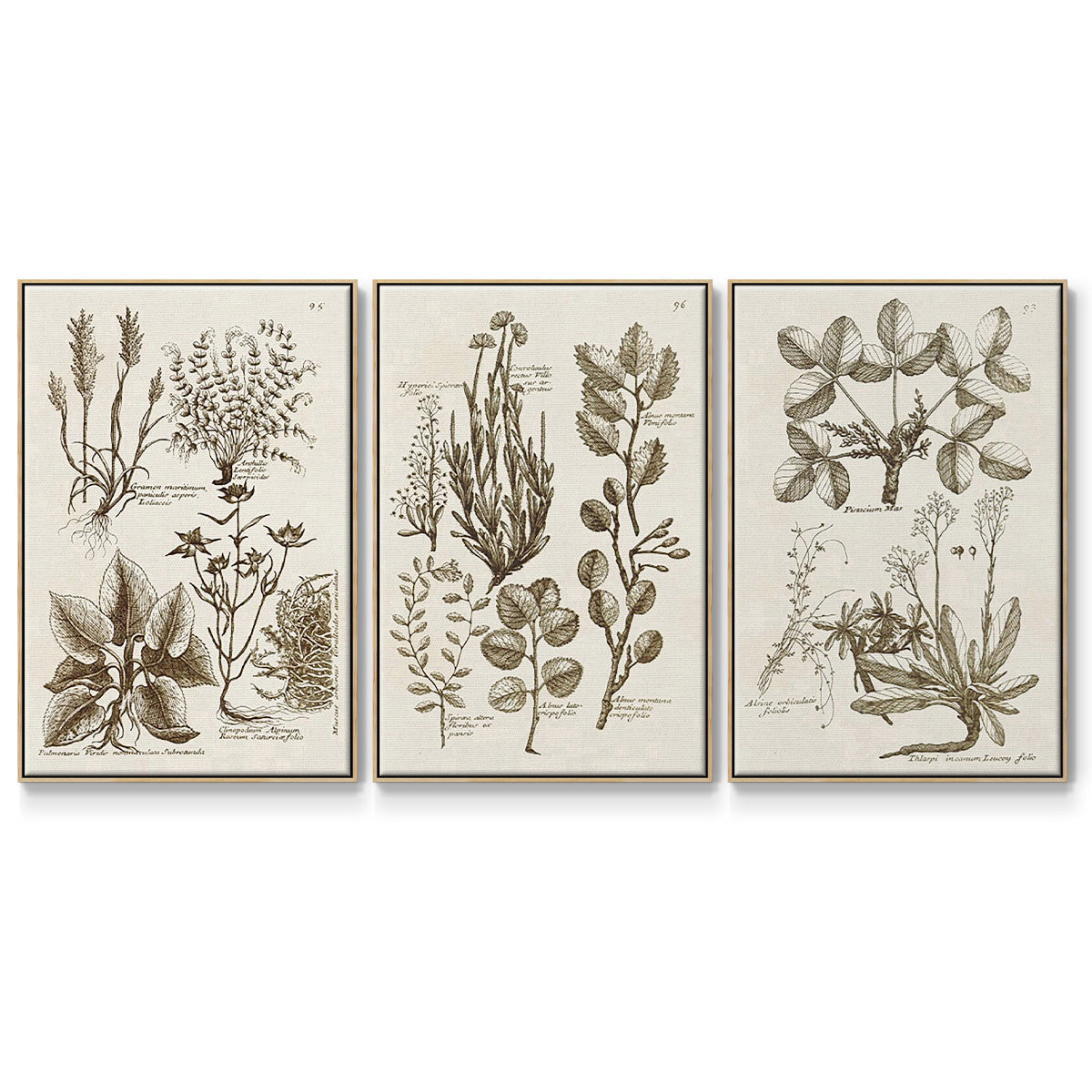 Sepia Botanical Journal VI - Floater Framed Canvas Set