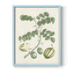 Buchoz Tropicals II - Restickable Framed Art Print
