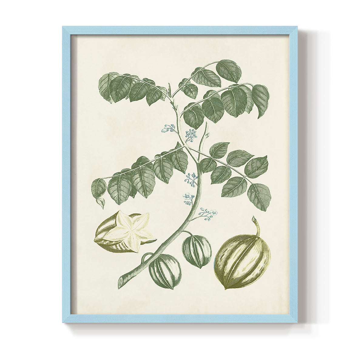 Buchoz Tropicals II - Restickable Framed Art Print