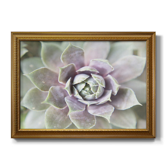 Succulent Glow II Premium Framed Canvas- Ready to Hang