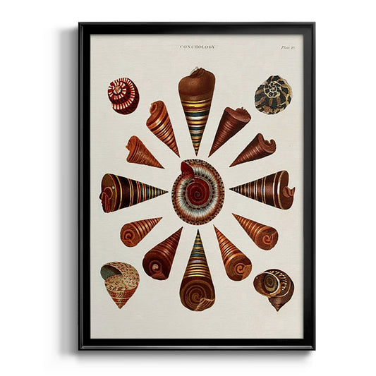Spiral Shell Formation IV - Modern Framed Canvas Print