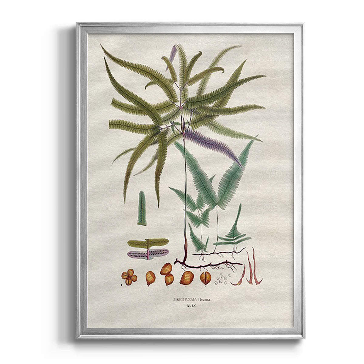 Botanical Society Ferns VIII - Modern Framed Canvas Print