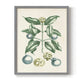 Buchoz Tropicals VII - Restickable Framed Art Print