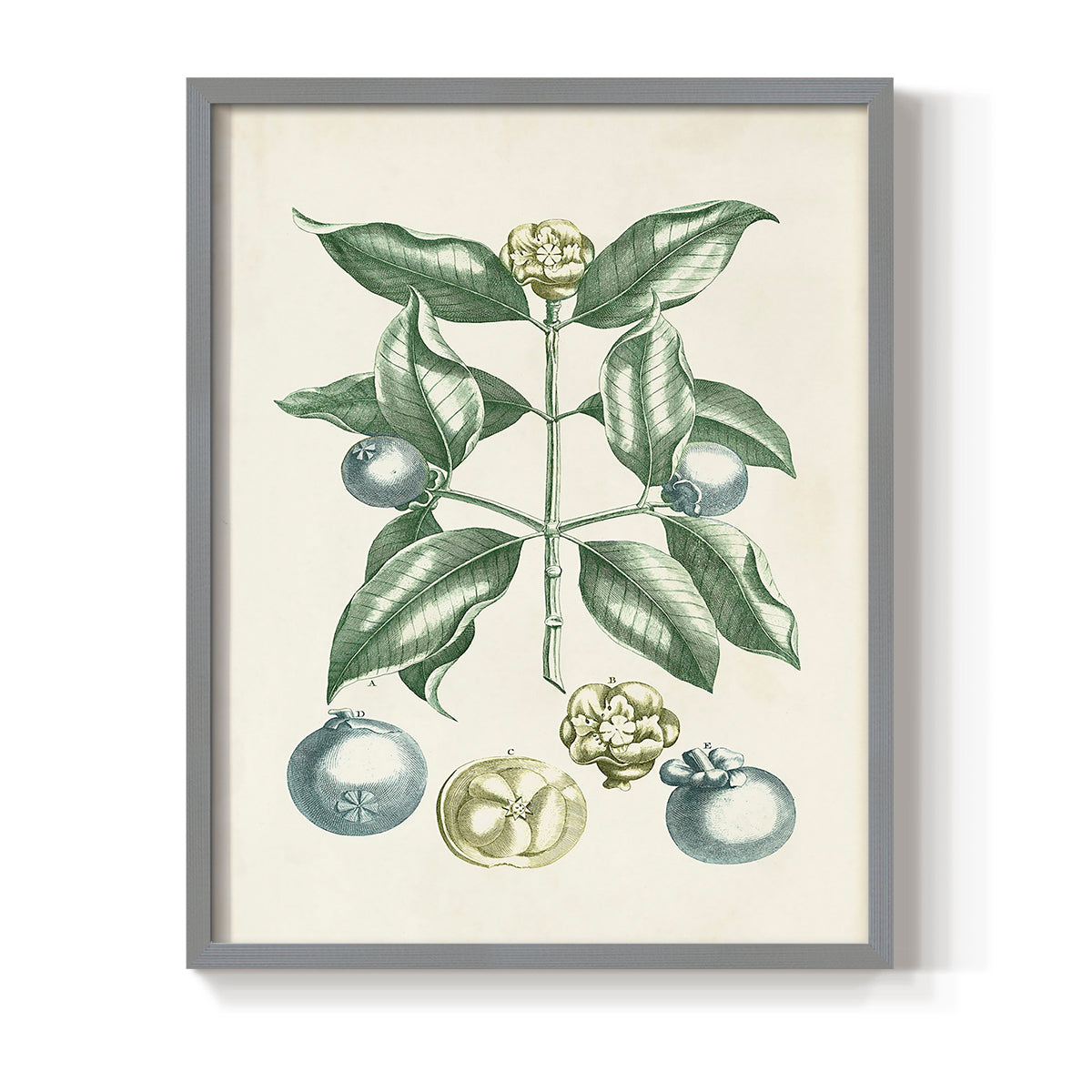 Buchoz Tropicals VII - Restickable Framed Art Print