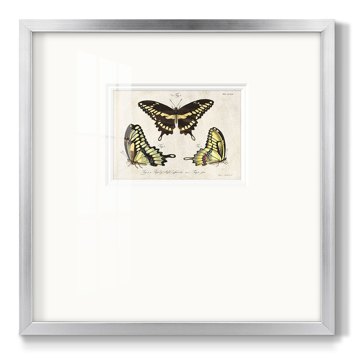 Crackled Butterflies I - Double Matboard Framed Print