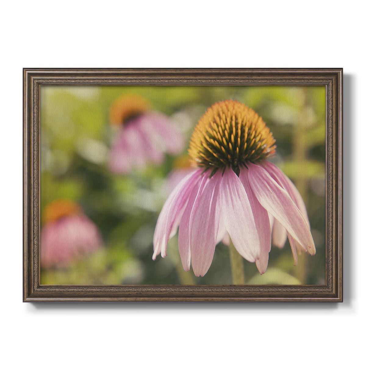 Echinacea Study I Premium Framed Canvas- Ready to Hang