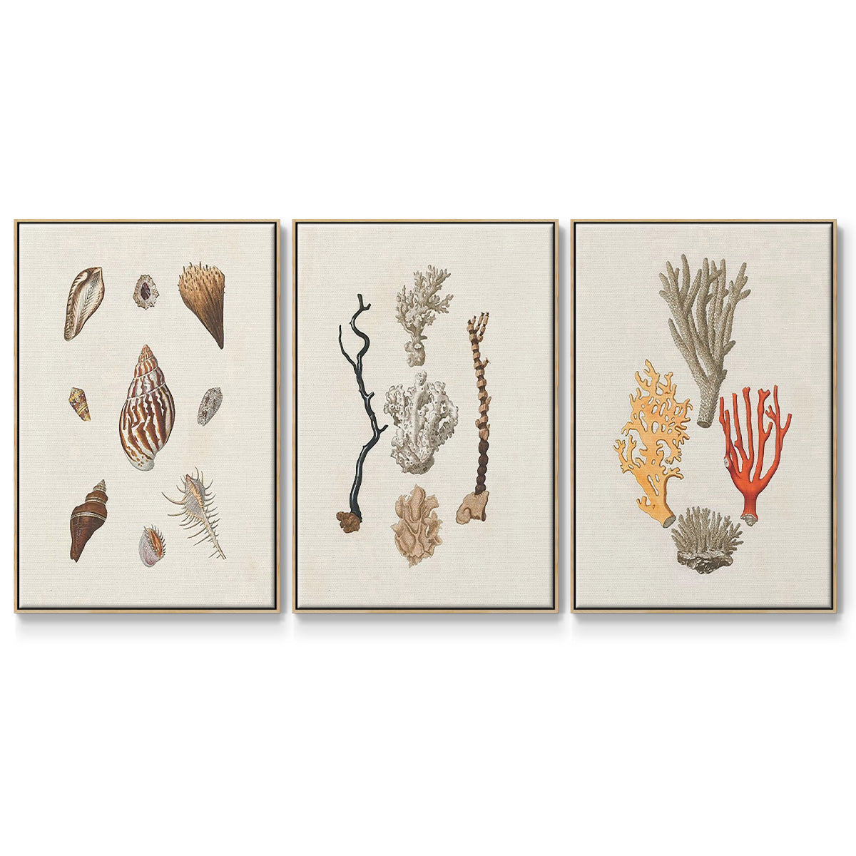 Knorr Shells & Coral IV - Framed Premium Gallery Wrapped Canvas L Frame 3 Piece Set - Ready to Hang