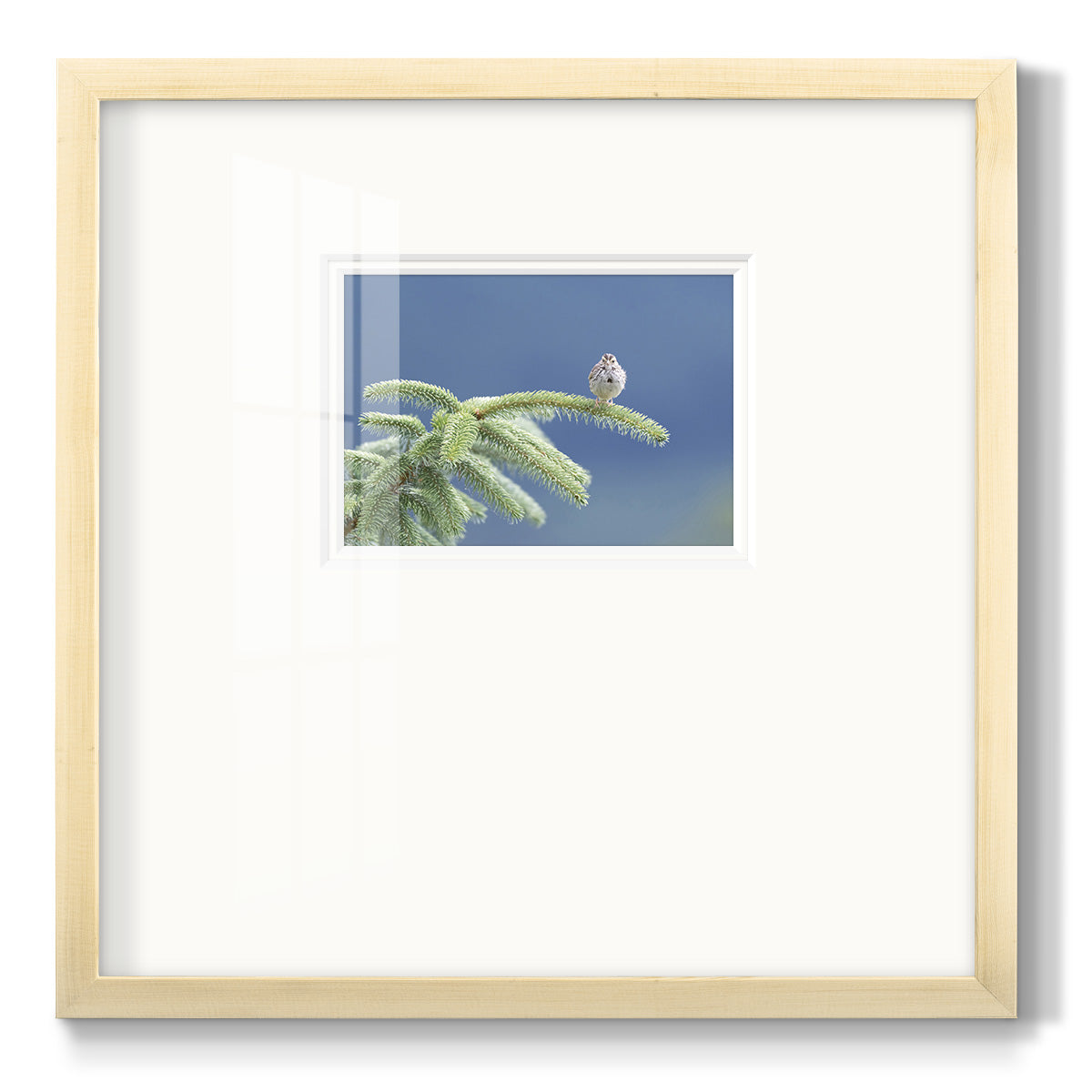 Evergreen Perch - Double Matboard Framed Print
