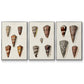 Cone Shell Collection I - Floater Framed Canvas Set
