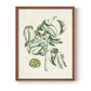Buchoz Tropicals V - Restickable Framed Art Print