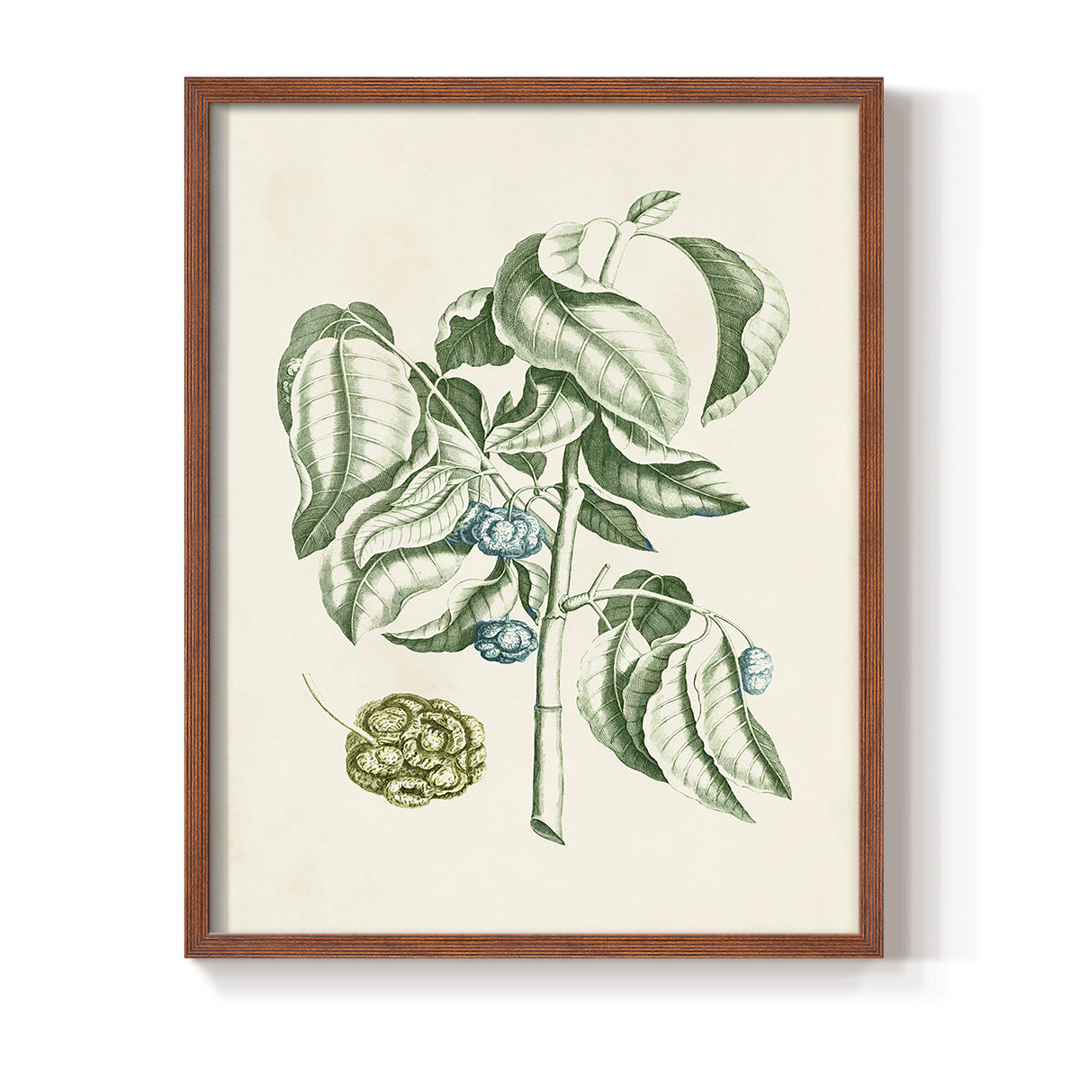 Buchoz Tropicals V - Restickable Framed Art Print