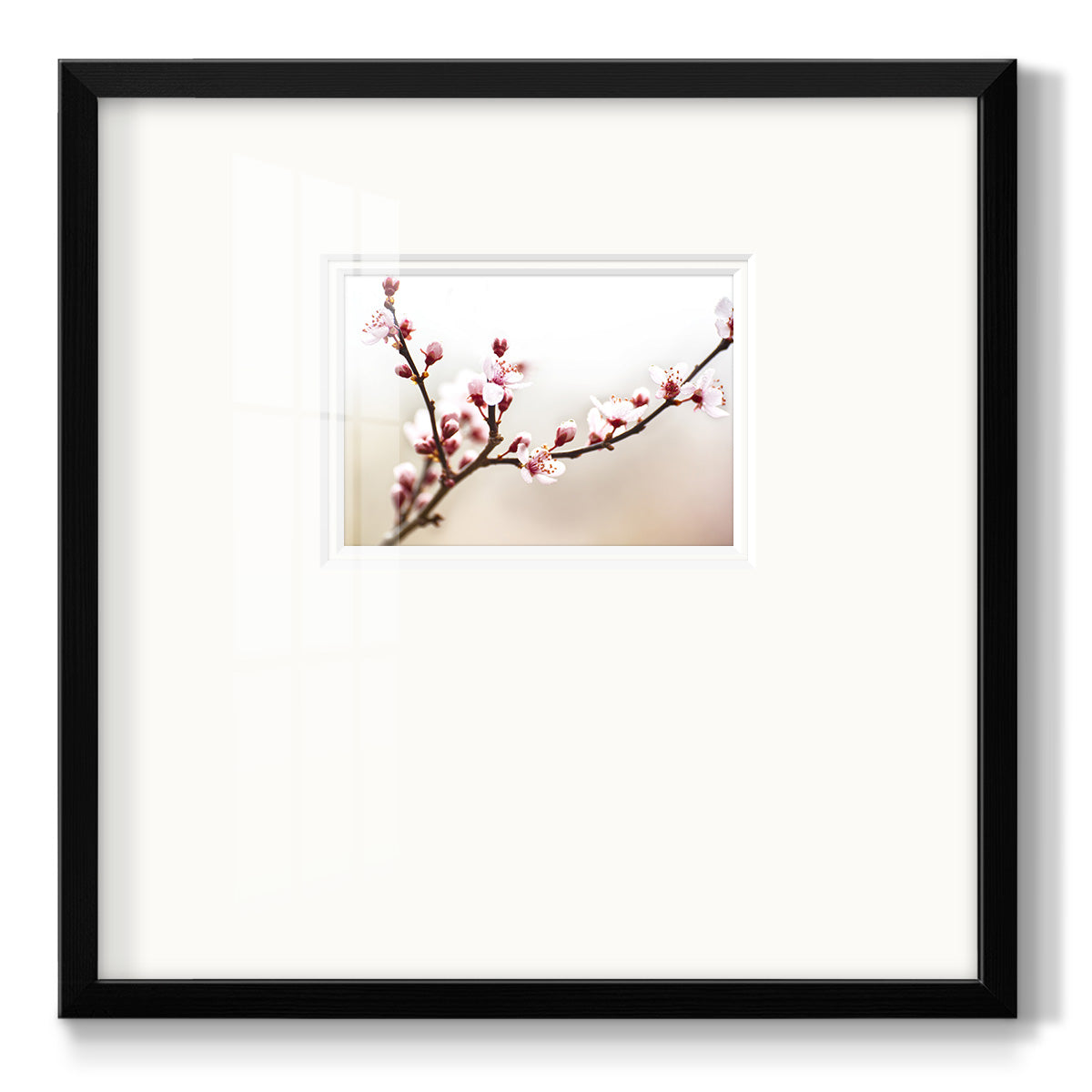 Cherry Blossom Study I - Double Matboard Framed Print
