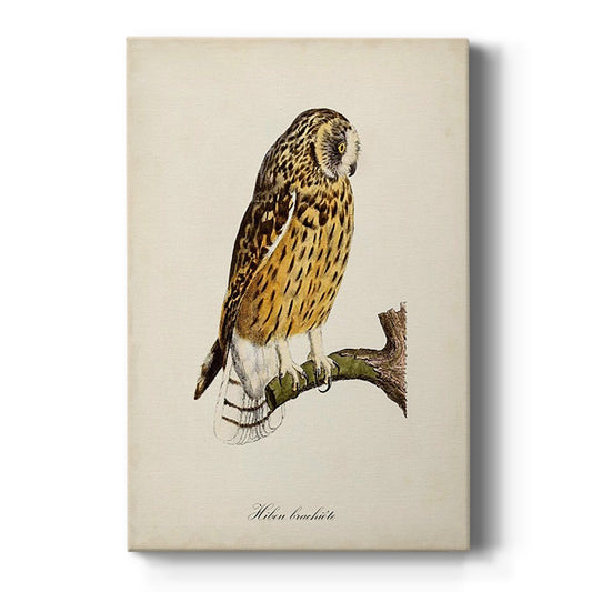 French Owls II - Canvas Art Print