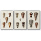 Cone Shell Collection I - Framed Premium Gallery Wrapped Canvas L Frame 3 Piece Set - Ready to Hang