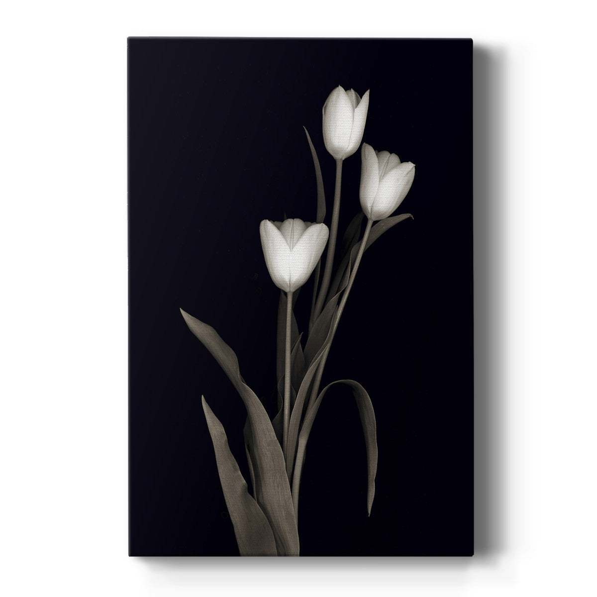 Tulip Pose I - Canvas Art Print