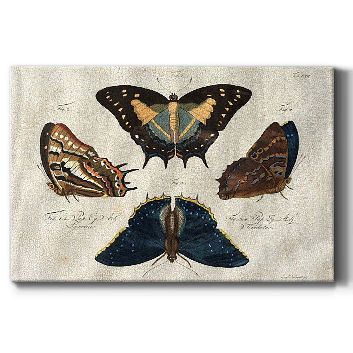 Crackled Butterflies IV - Canvas Art Print