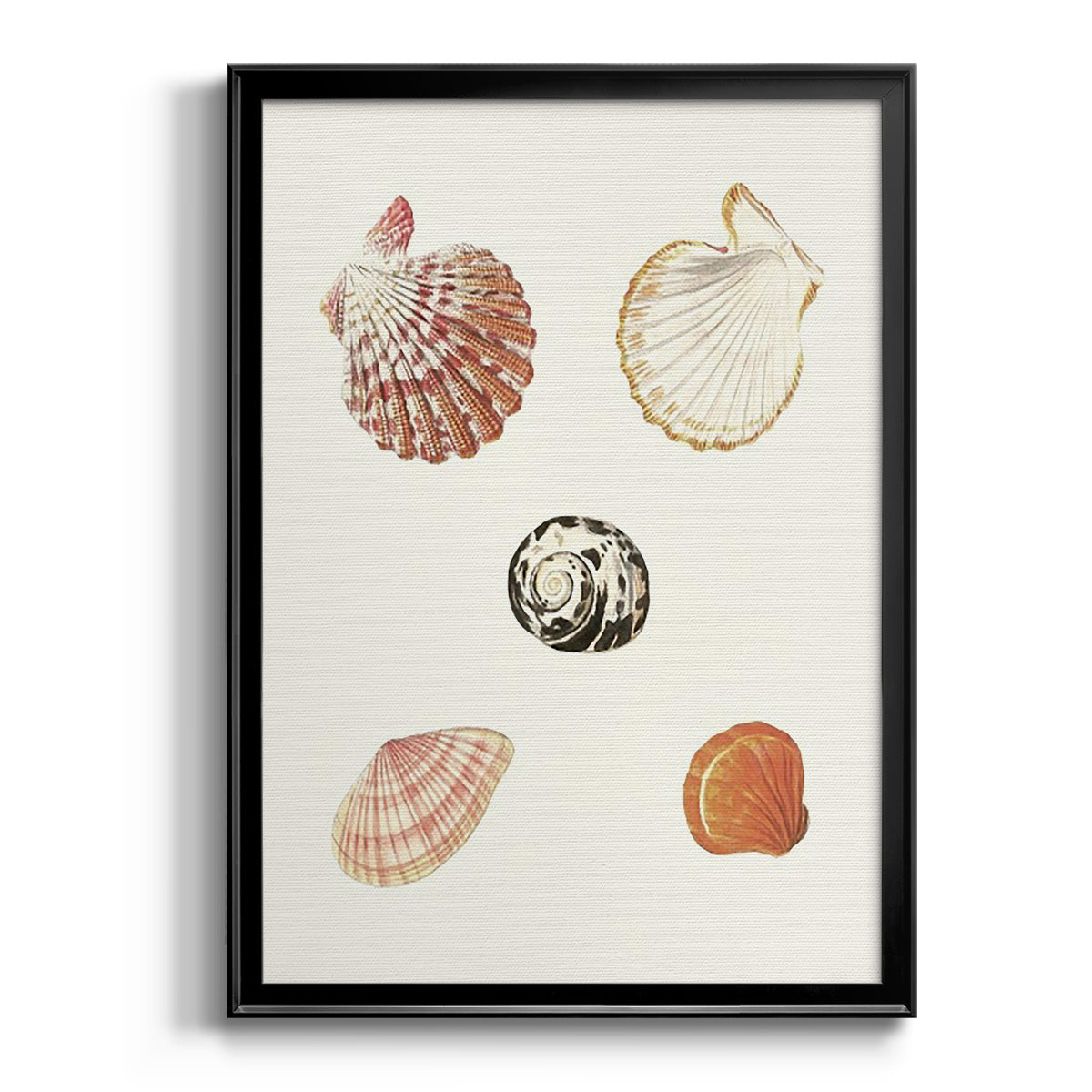 Pastel Knorr Shells VIII - Modern Framed Canvas Print