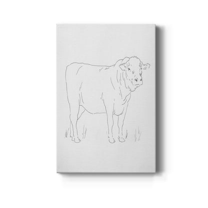 Limousin Cattle I  - Canvas Art Print