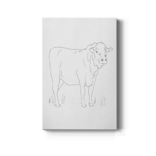 Limousin Cattle I  Premium Gallery Wrapped Canvas - Ready to Hang