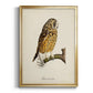 French Owls II - Modern Framed Canvas Print