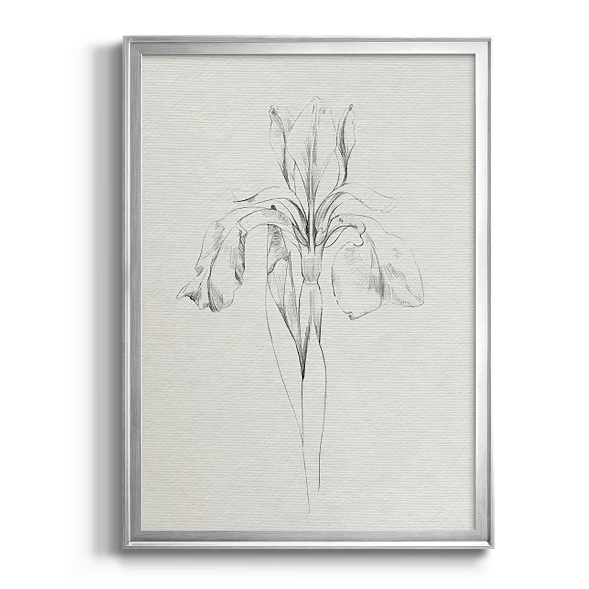 Neutral Iris Sketch I - Modern Framed Canvas Print