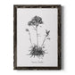 Simply Caladrinia - Barnwood Framed Canvas Print