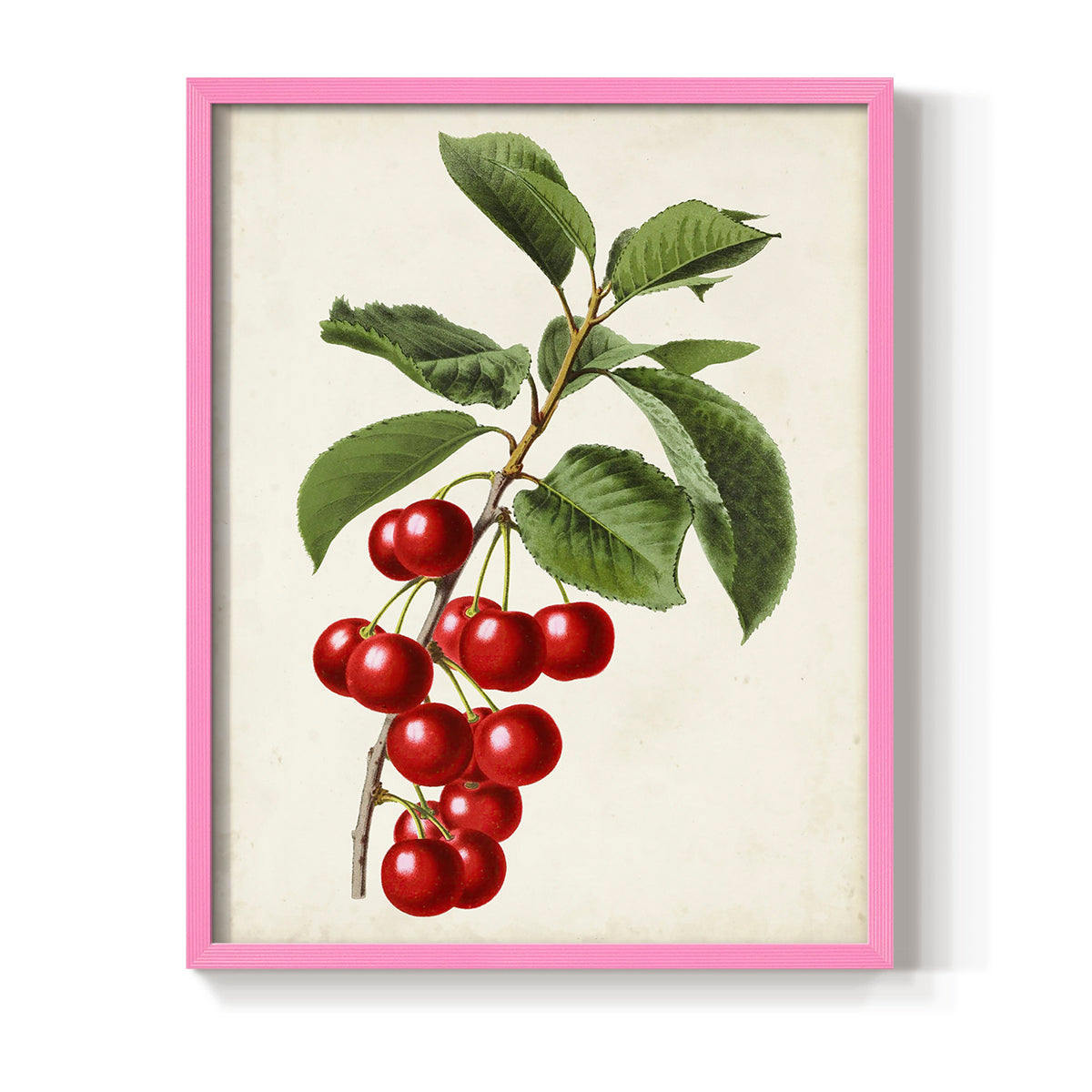 Antique Fruit II - Restickable Framed Art Print