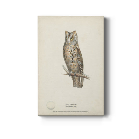 Scops-Eared Owl - Canvas Art Print