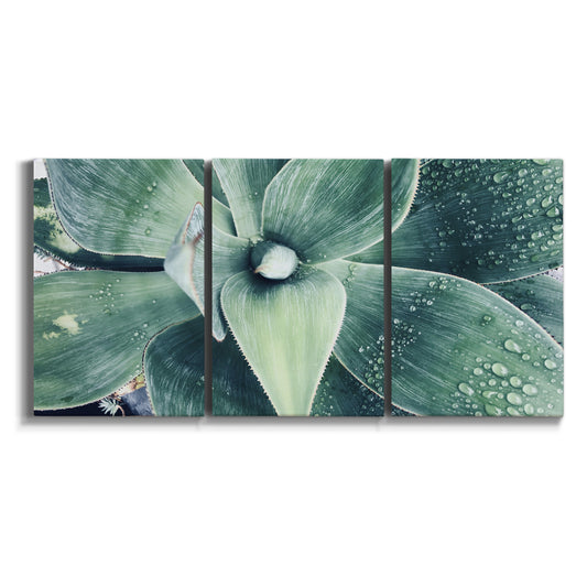 Three-panel canvas wall art featuring green succulent plant photograph on white background.