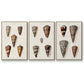 Cone Shell Collection I - Framed Premium Gallery Wrapped Canvas L Frame 3 Piece Set - Ready to Hang