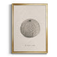 Shore Treasure Study I - Modern Framed Canvas Print
