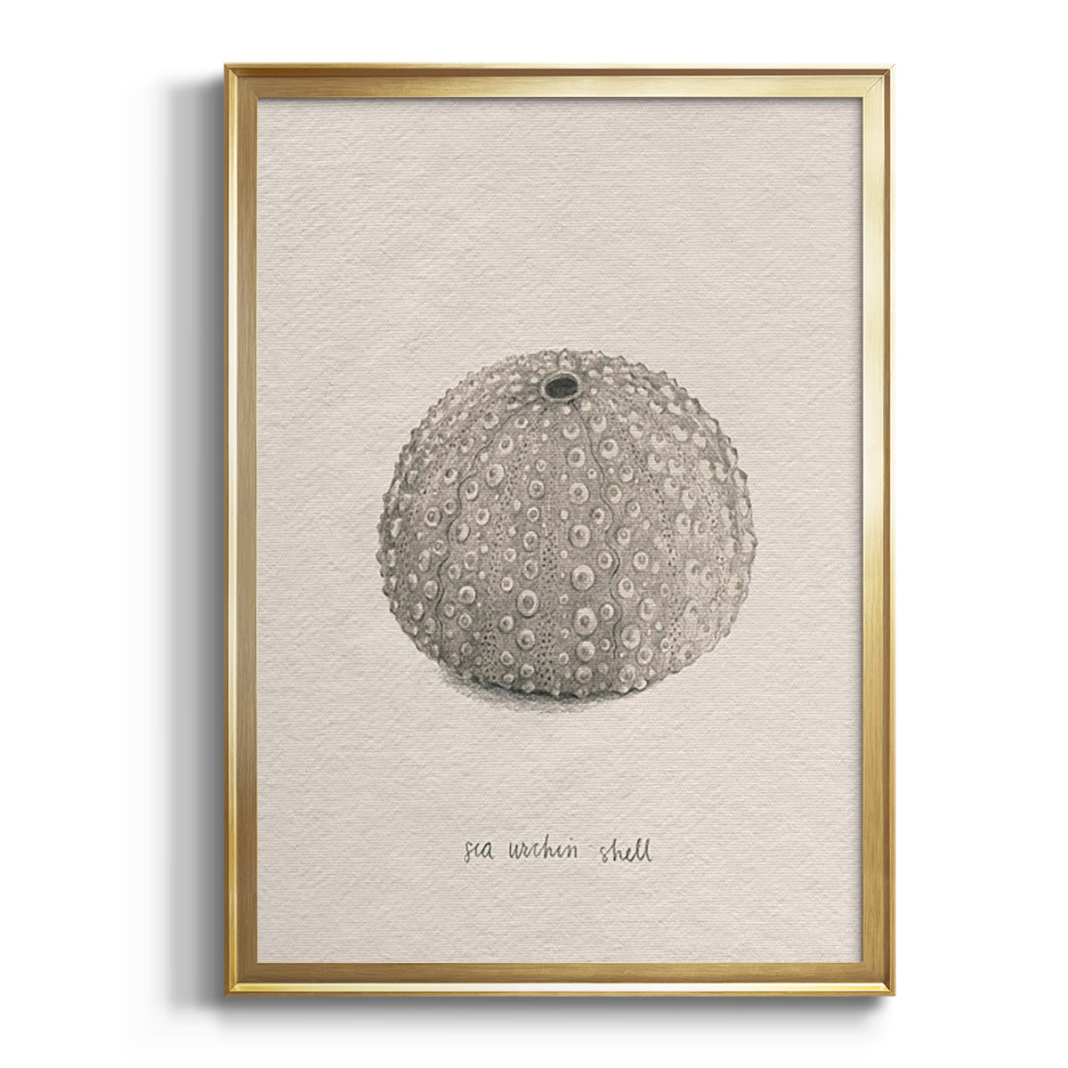 Shore Treasure Study I - Modern Framed Canvas Print