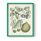 Buchoz Tropicals VIII - Restickable Framed Art Print