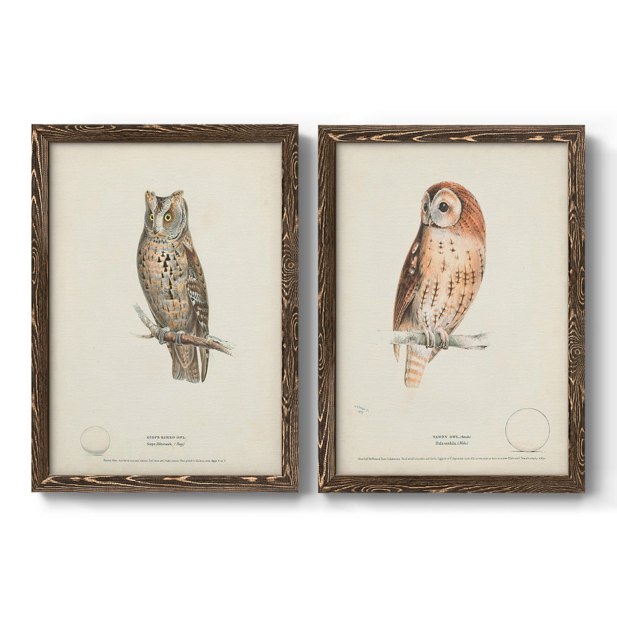 Scops- Eared Owl - Premium Framed Canvas 2 Piece Set - Ready to Hang