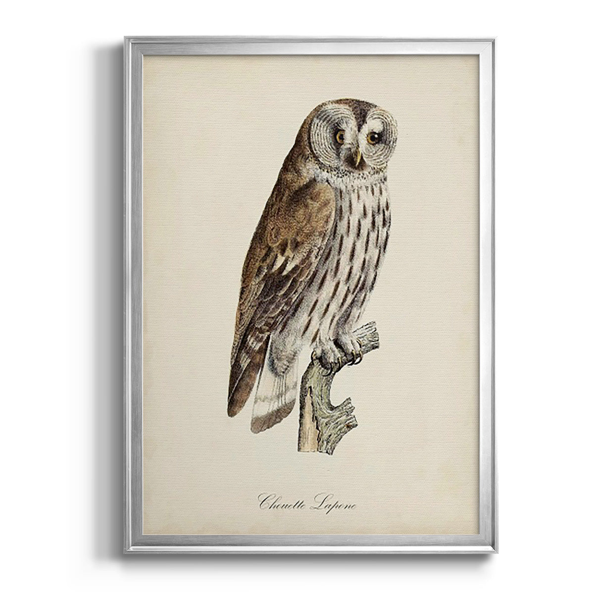 French Owls III - Modern Framed Canvas Print