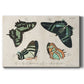 Crackled Butterflies III - Canvas Art Print