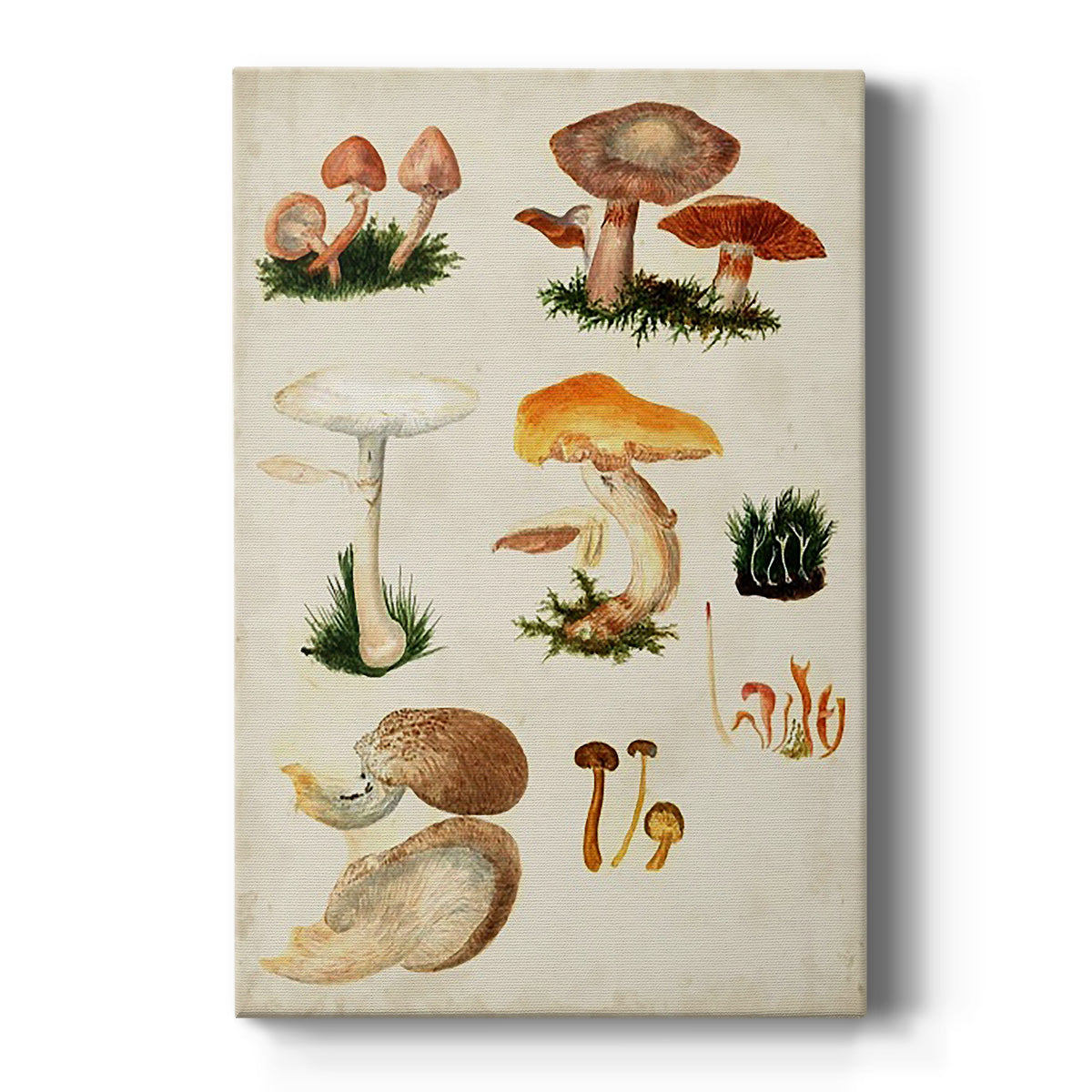 Mushroom Species IV - Canvas Art Print