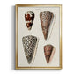 Cone Shell Collection I - Modern Framed Canvas Print