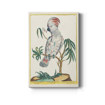 Red-Crested Cockatoo, 1771-1775 - Canvas Art Print