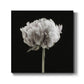 Blush Peony Portrait II -Premium Gallery Wrapped Canvas - Ready to Hang