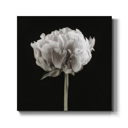 Blush Peony Portrait II - Canvas Art Print