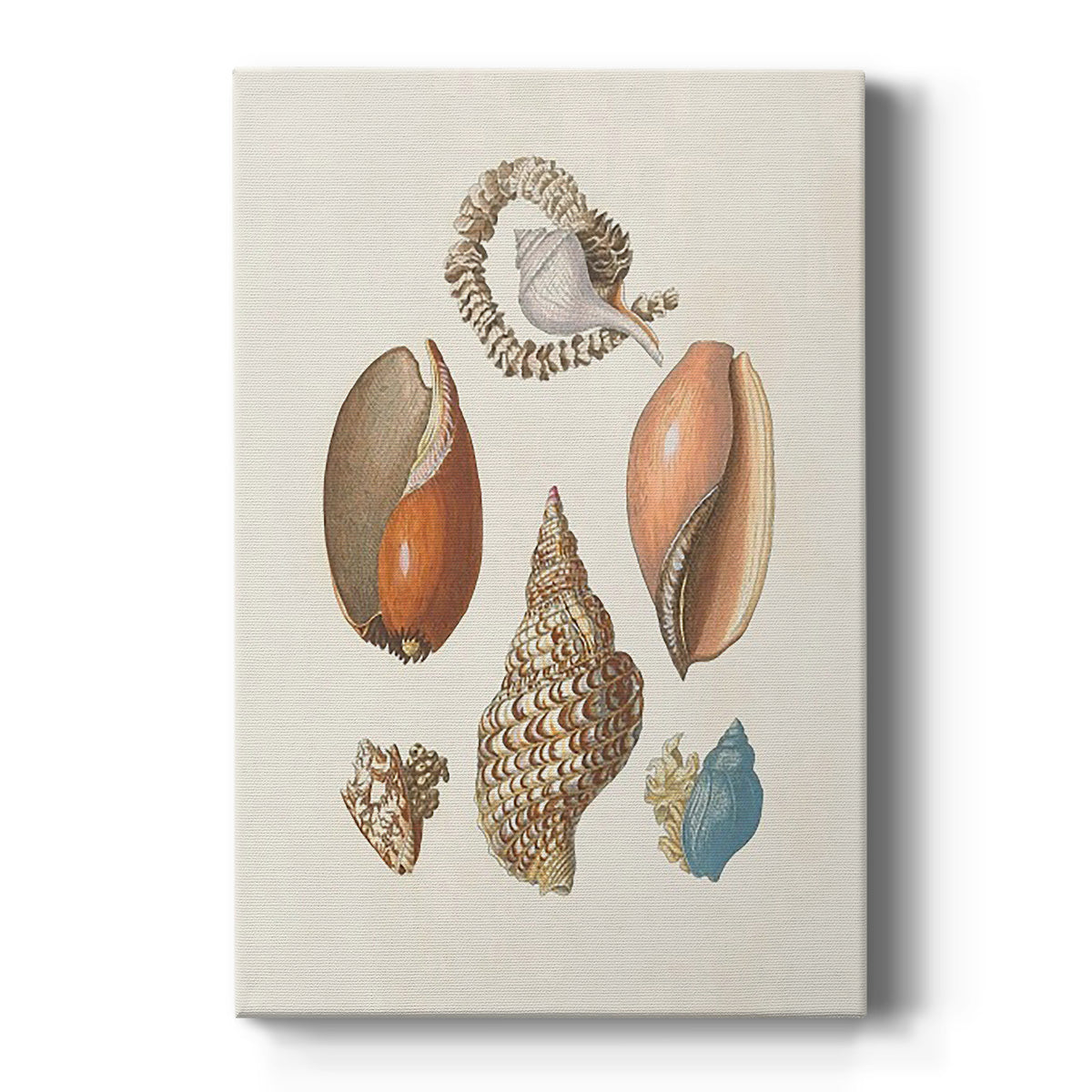 Knorr Shells & Coral I Premium Gallery Wrapped Canvas - Ready to Hang