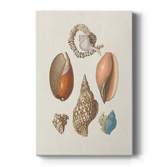 Knorr Shells & Coral I - Canvas Art Print