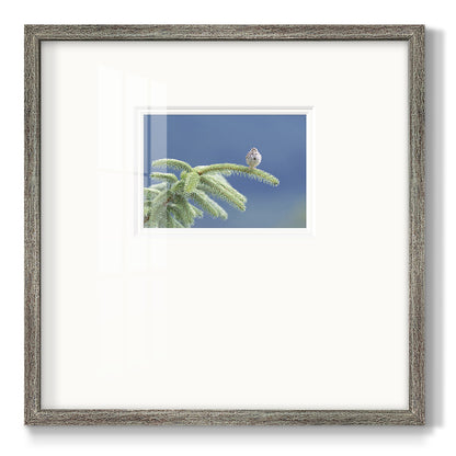 Evergreen Perch- Premium Framed Print Double Matboard