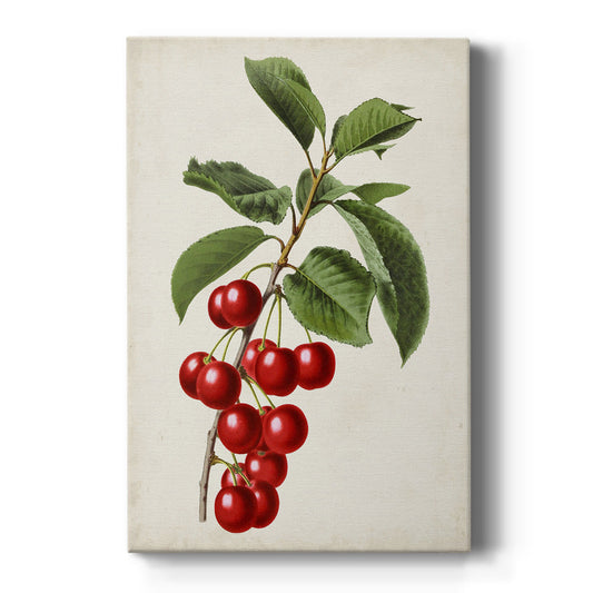 Antique Fruit II - Canvas Art Print